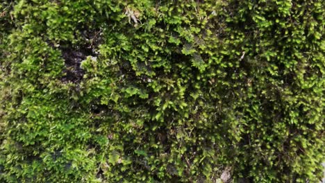 cultivo de musgo verde fresco