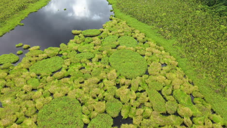 Toma-Cinematográfica-De-Drones-Del-Exuberante-Follaje-Que-Crece-En-El-Río-Amazonas-En-Perú,-Subiendo-Lentamente-De-Título