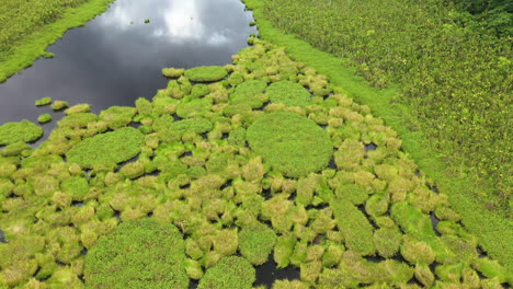 toma cinematográfica de drones del exuberante follaje que crece en el río amazonas en perú, subiendo lentamente de título