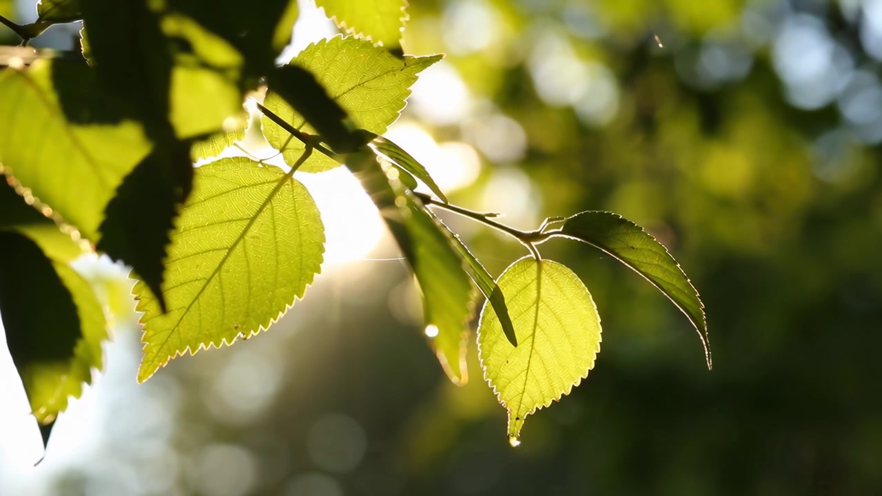 Sunlight Shining Through Green Birch Leaves in Forest