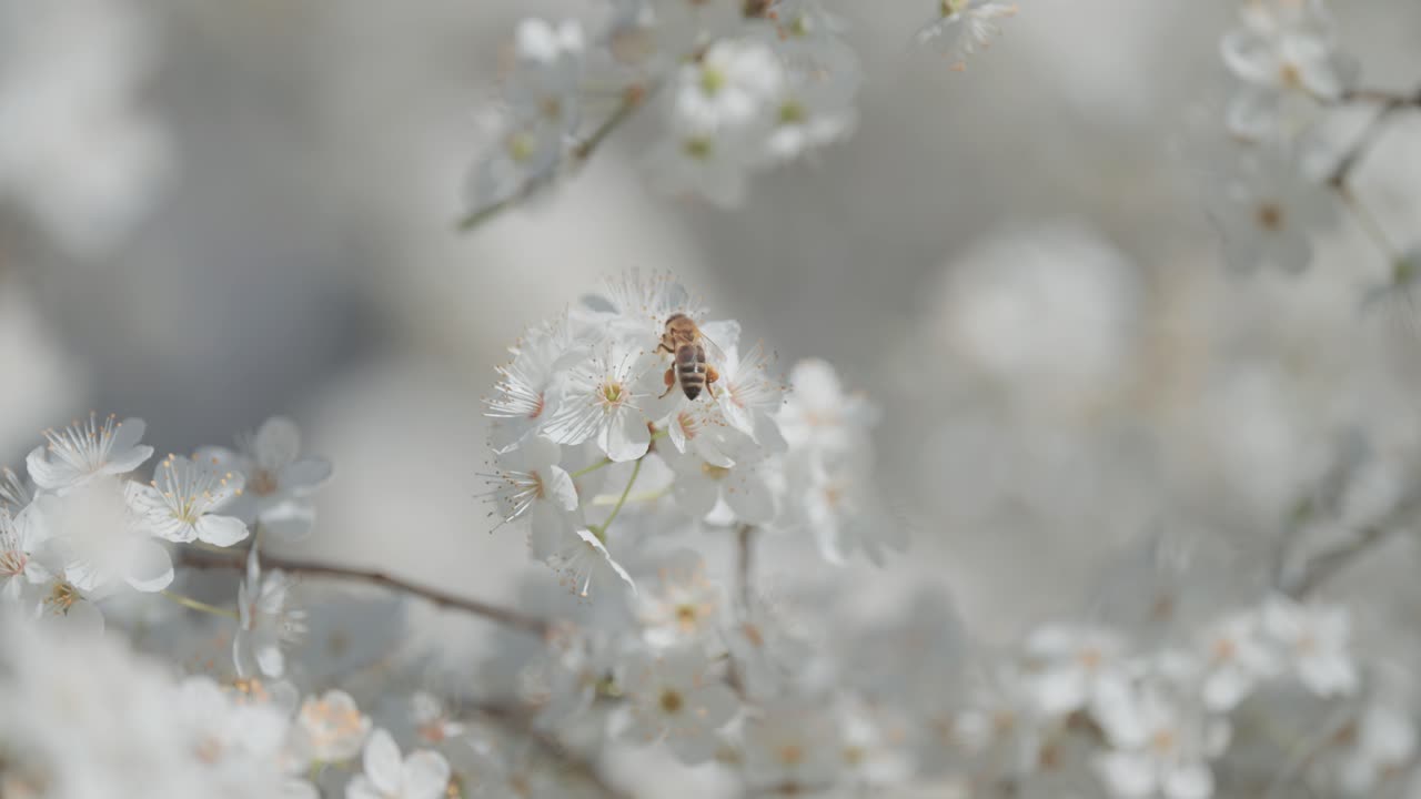 Bee on White Blossoms
