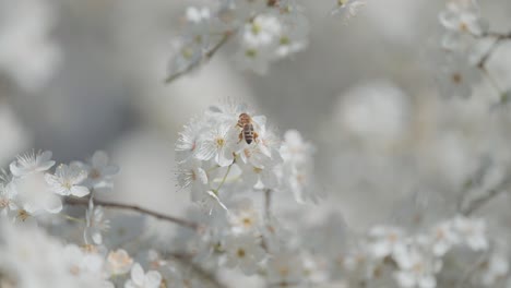 bee on white blossoms