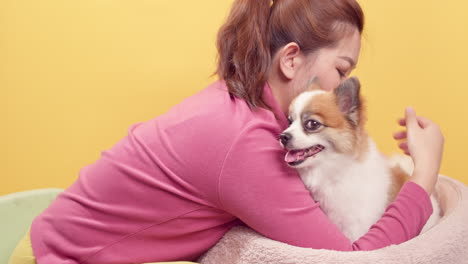 asian woman playing with chihuahua mix pomeranian dogs for relaxation on bright yellow background-1