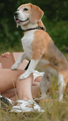 el perro mira pensativo, preparándose para moverse mientras el dueño yace en la hierba sosteniendo la correa, un entorno rural sereno con figuras borrosas y tonos naturales cálidos