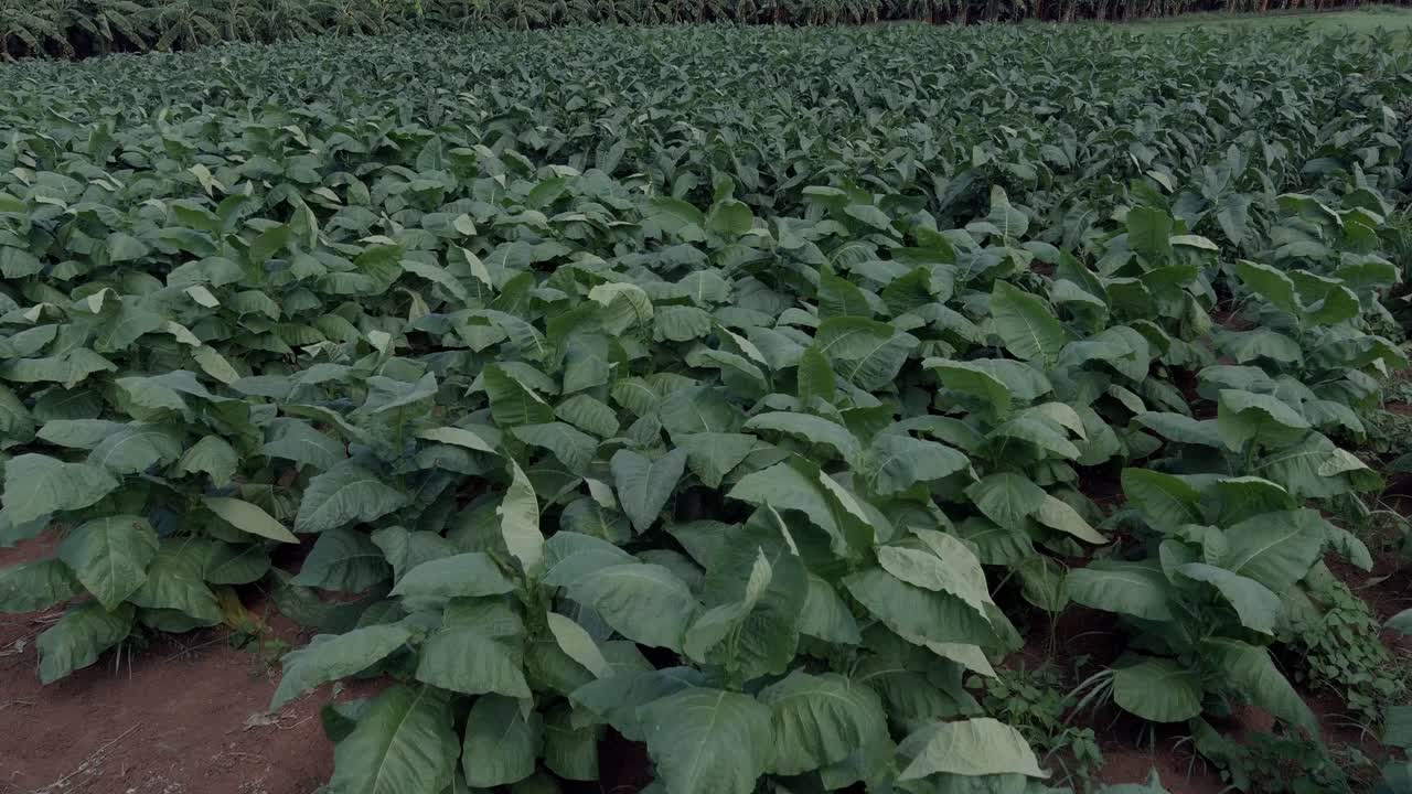 drone volando sobre plantas de tabaco verde
