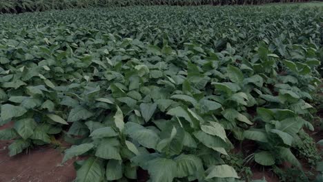 drone flying over green tobacco plants