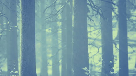 Mystical forest shrouded in fog during early morning hours in winter