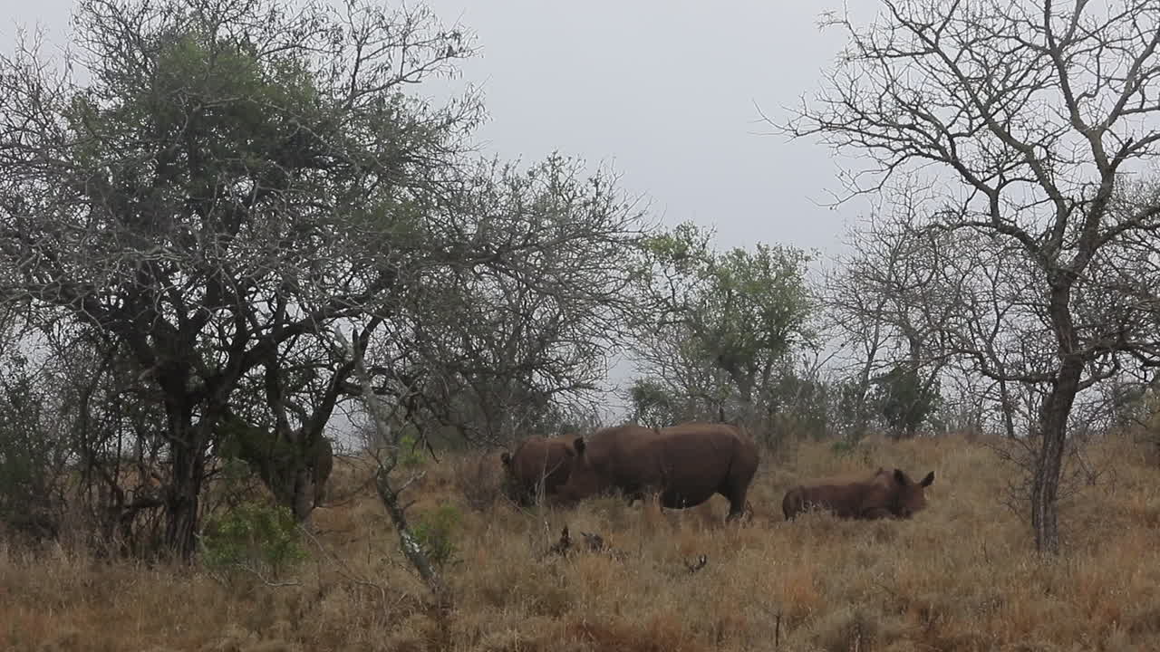 A crash of dehorned White Rhinoceros relax in Thanda Private Reserve
