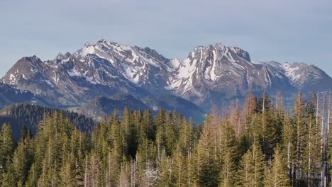 a captivating aerial advance over a beautiful pine forest with the imposing säntis mountain in the background