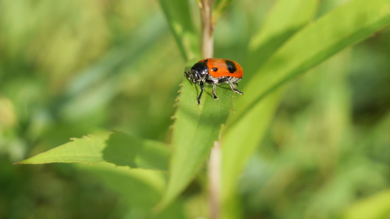 Black and Red Ant Bag Beetle sitting on a Leaf in a Meadow