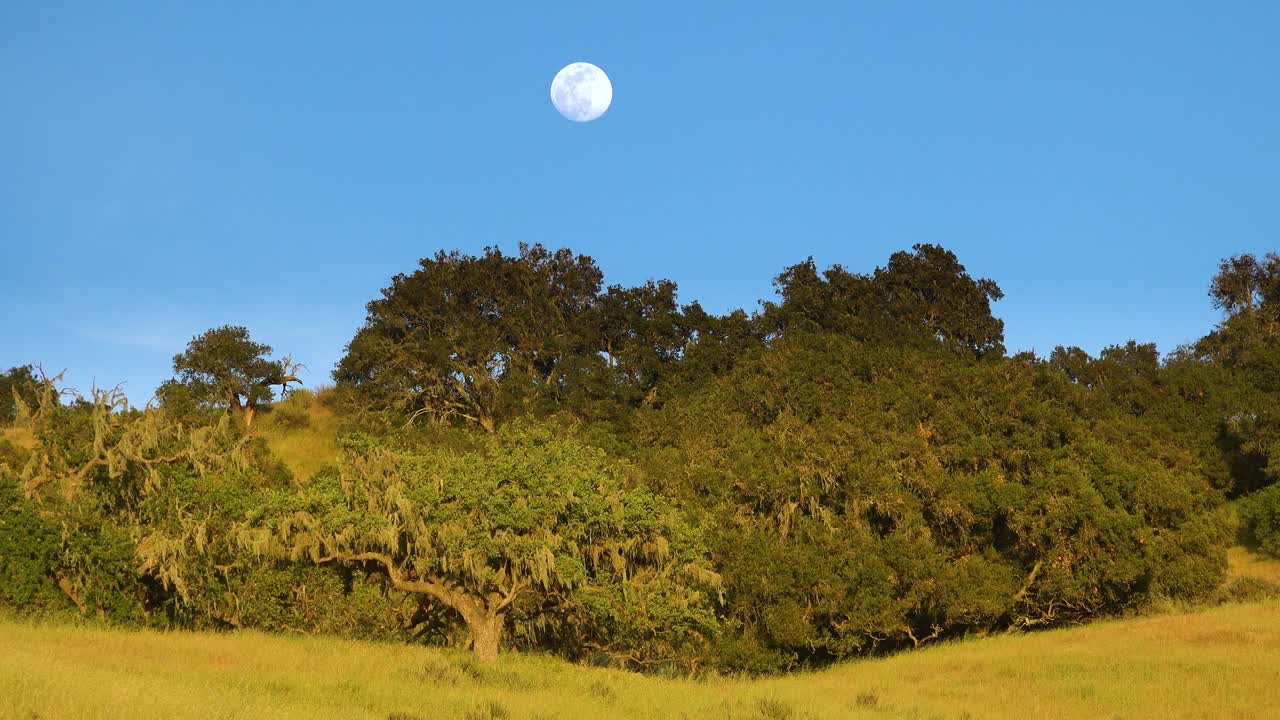 이 아름다운 자연 장면 1에서 보름달이 캘리포니아 중부의 언덕 위로 떠오릅니다.