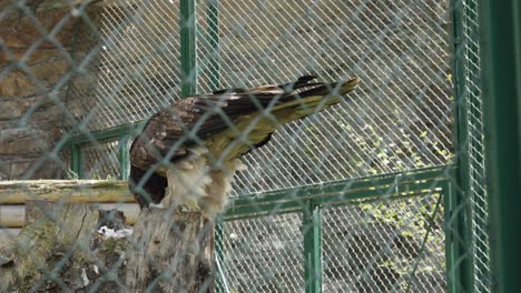 Bearded-vulture-in-captivity-during-a-meal