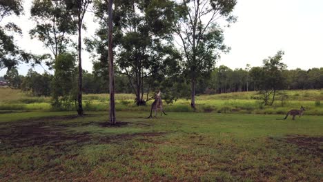 Canguros-Grises-Del-Este-De-Australia-Jugando-En-Un-Campo