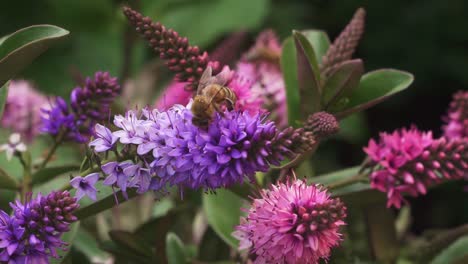 abeilles sur hebe addenda plante dans le jardin