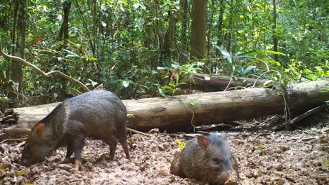 Wildes-Tier-Im-Regenwald.-Pekari.-Peru