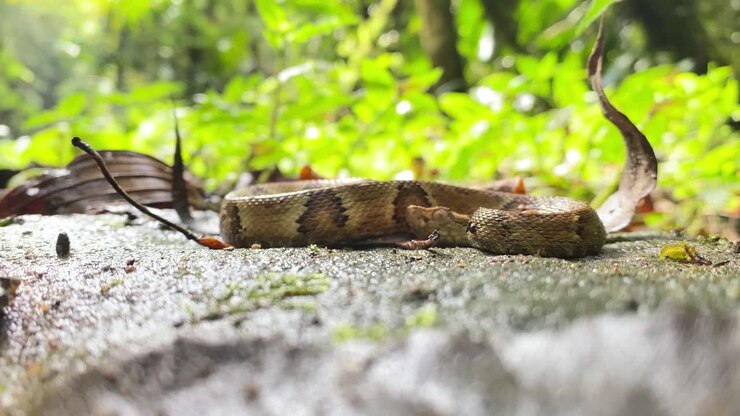 Snake standing still - Pit viper Jararaca young looking around on the floor