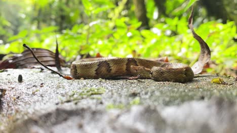 serpiente parada - pit viper jararaca joven mirando alrededor en el suelo