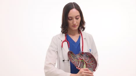 female doctor with liver anatomical model and gallstone