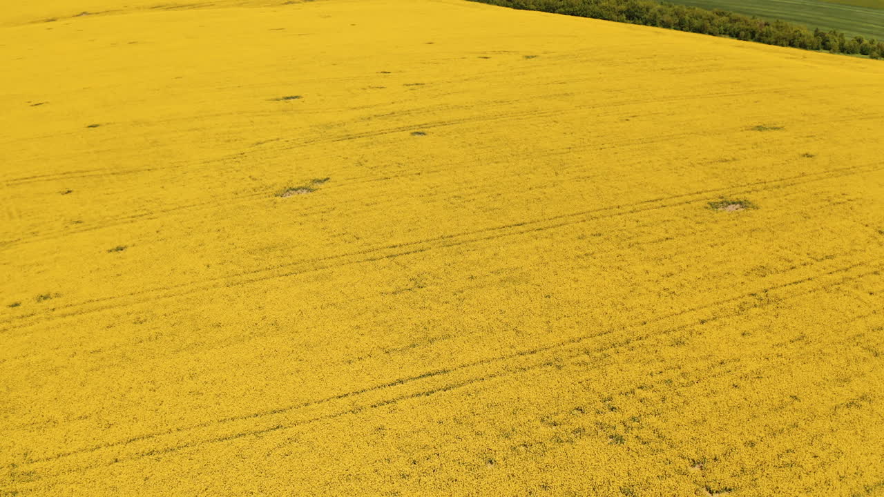 Amazing yellow landscape of a field. Beautiful blooming field in a bright sunny daytime. Nature in summer. Aerial view.