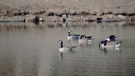 Multiple-geese-swim-past-camera-on-a-calm-lake