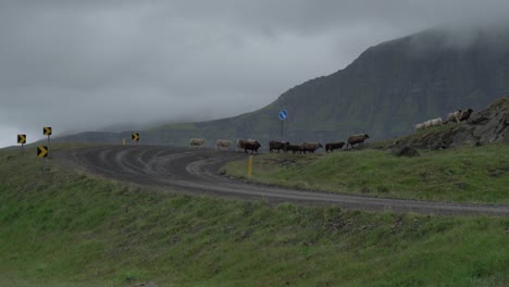 Weitwinkelaufnahme,-Die-Eine-Schafherde-Zeigt,-Die-An-Einem-Bewölkten-Grauen-Tag-Auf-Der-Bergstraße-Islands-Läuft