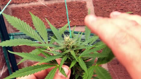 male hands inspecting cannabis flower bud growing in garden greenhouse