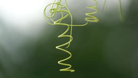 green curly twig