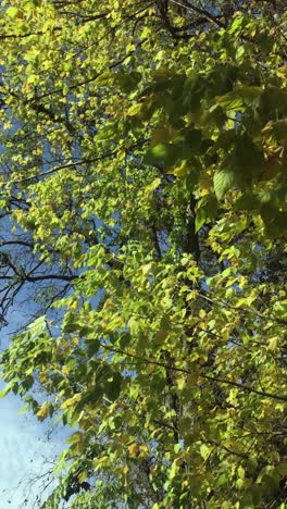 october windblown tree branches on blue sky background