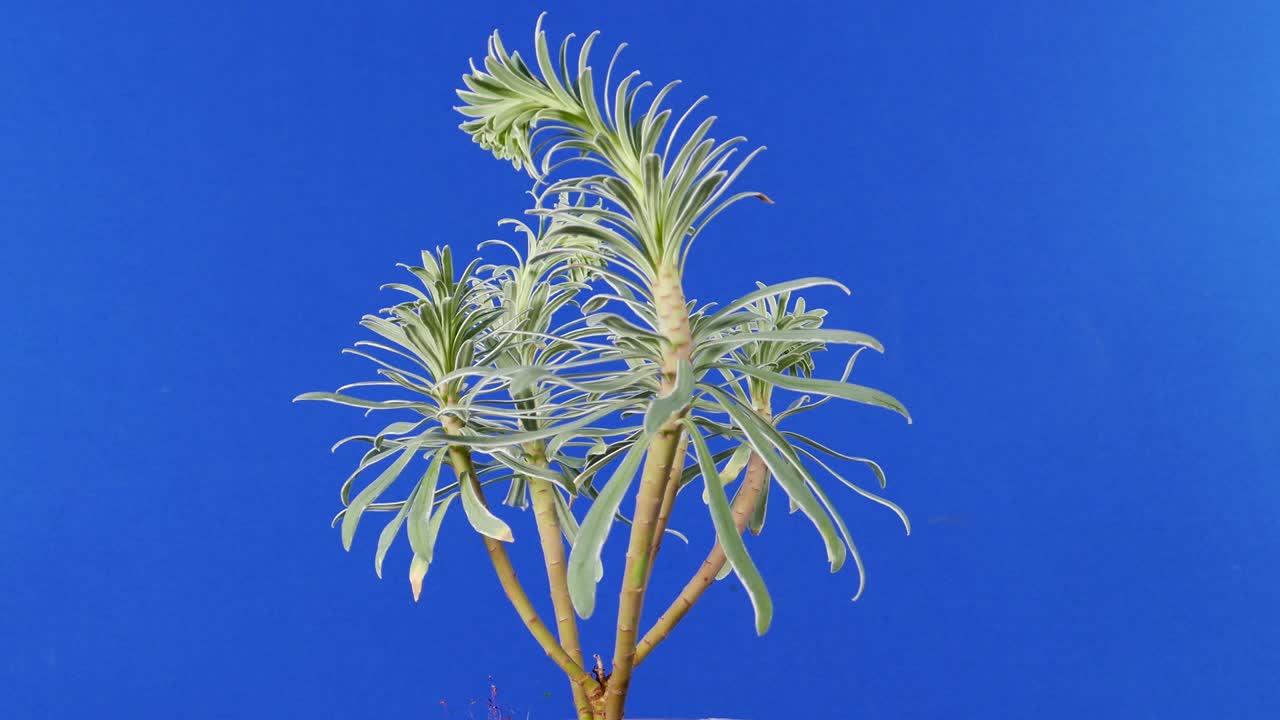 Exotic Plant Rotating - Bluescreen For Compositing