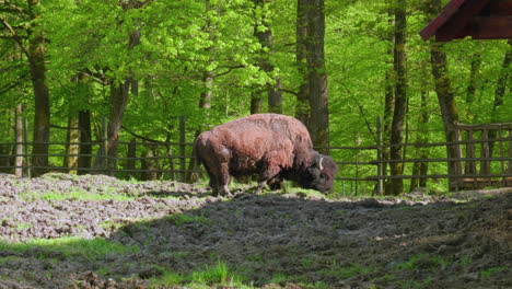 the adult bison is eating hay at the zoo