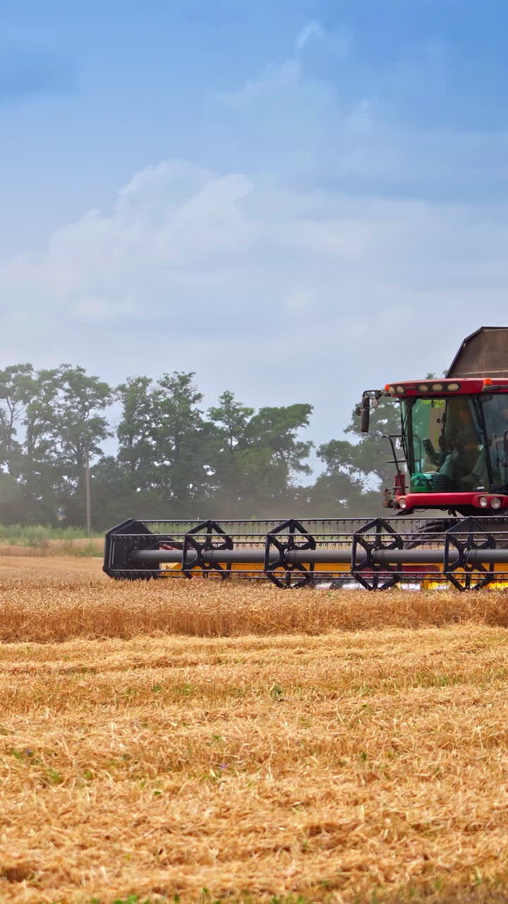 Golden land farming by combine. Combine harvesting in yellow wheat field. Vertical video