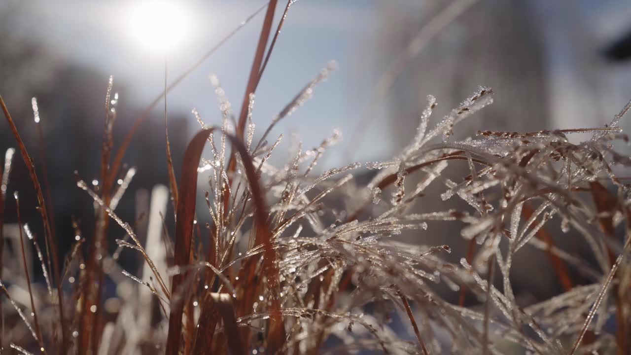 Close up of Frozen Grass