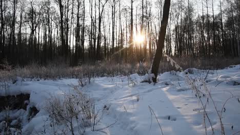 Day shot, inside a snowy forest at sunset