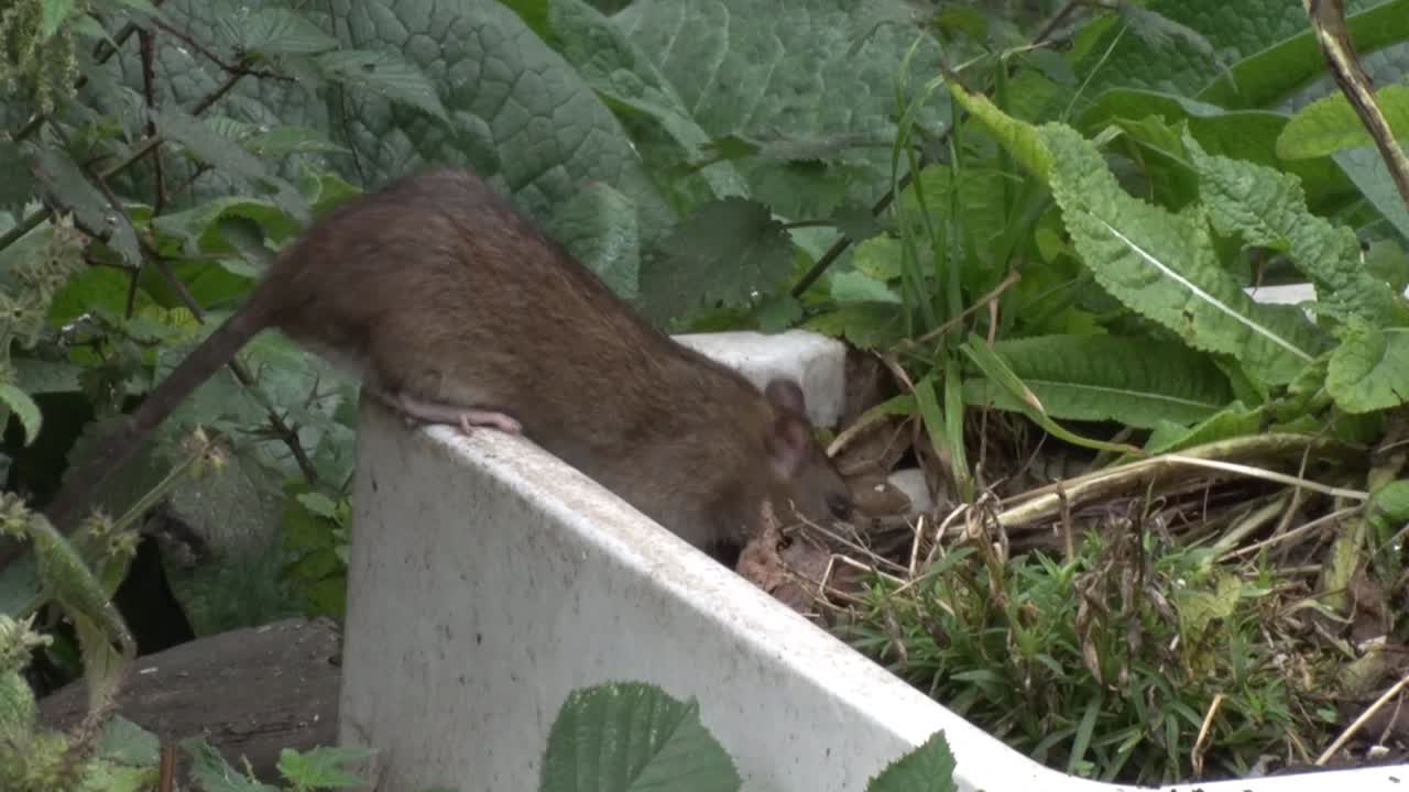 una rata marrón o noruega, rattus norvegicus, que se alimenta debajo de un comedor para pájaros