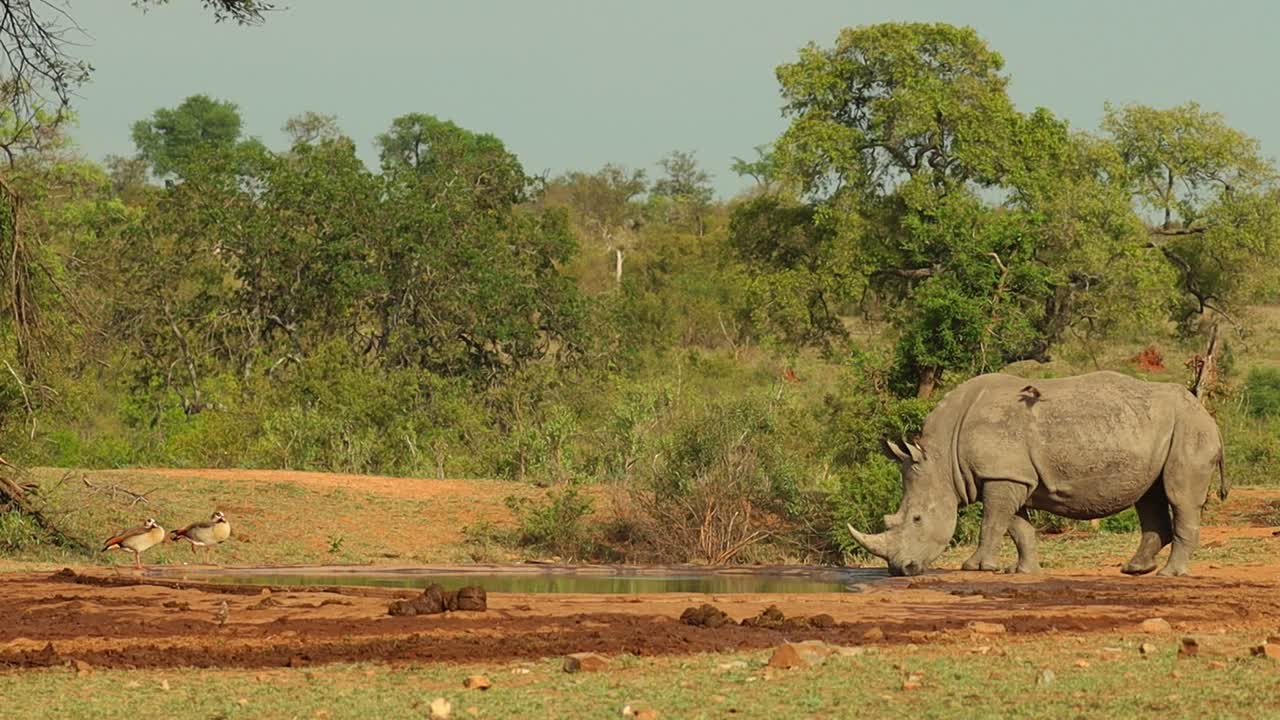 두 마리의 흰 코뿔소가 물웅덩이에서 물을 마시기 위해 틀 안으로 걸어들어간다