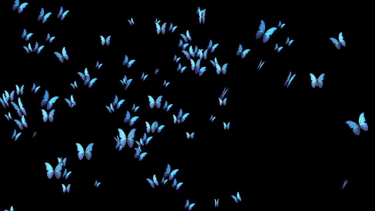 4k 현실적인 날아다니는 나비 애니메이션 검은 녹색 스크린 배경.