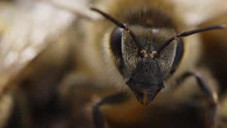 close-up view of a bee showcasing intricate details of its eyes and antennae in natural habitat