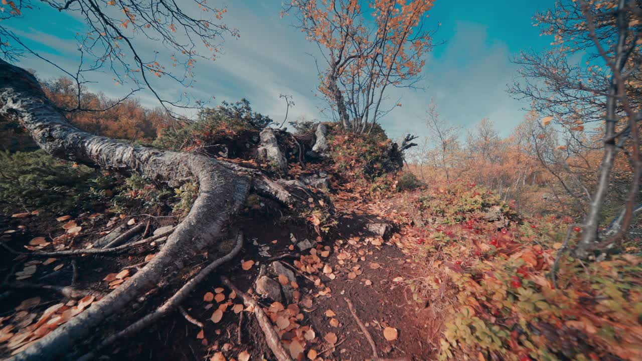 A close-up view of the dwarf birch trees with exposed roots in the Silfar Canyon, Norway