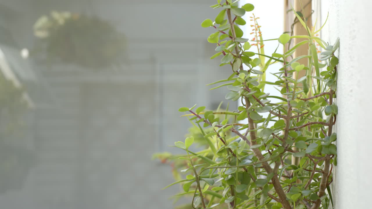 Indoor plant with green leaves growing near window in home setting, copy space
