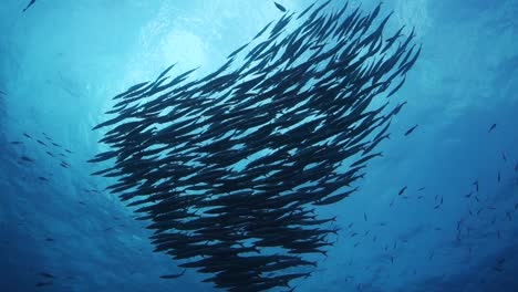 school of chevron barracuda in the shape of a heart silhouetted against the sun on the surface of the water