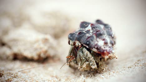 4k cinematic macro wildlife footage of a hermit crab eating and walking on the beach in slow motion