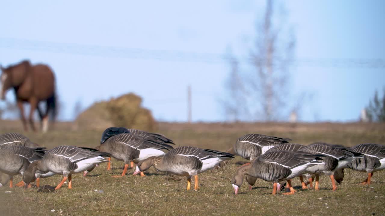들판에서 풀을 먹고 있는 거위와 하얀 이마 거위의 무리