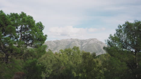 bosque colina timelapse entre los árboles