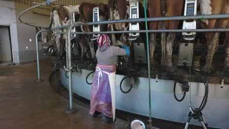 female farm worker attending to 50 ayrshire dairy cows being milked on a rotating milking machine. livestock is a major contributor to climate change