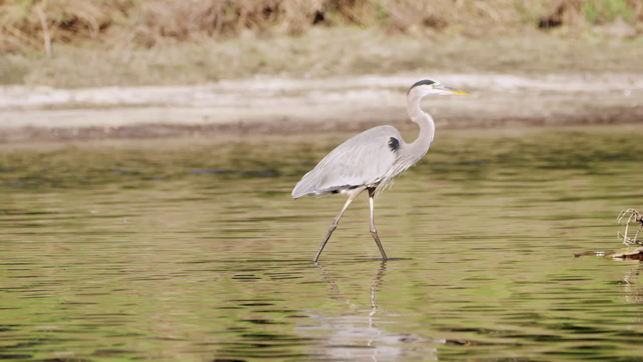 Great Blue Heron walking through frame in Water