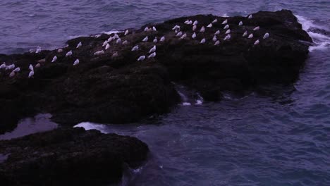 seagulls sitting on a rock by the icelandic seashore around the roaring atlantic sea, just before a complete sunset