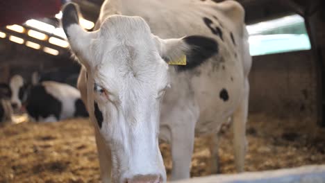 a white cow with black dots is looking around, standing inside the barn full of hay and a group of cows in the background