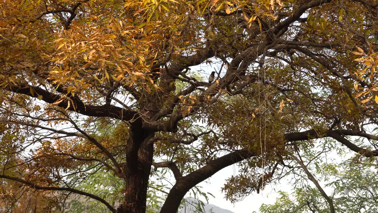 가을에 새 노란 잎 트리 팬