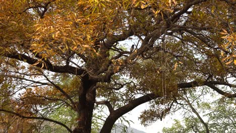 birds on autumn yellow leaves tree pan