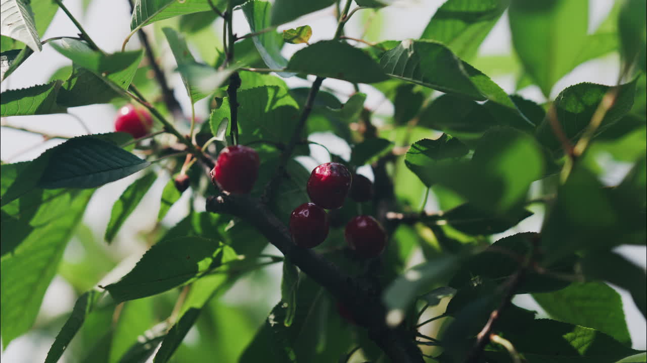 Close up of red cherries on a tree with the sun peaking through the leaves